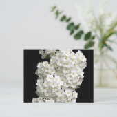 Carte postale Spirea Arguta (Debout devant)