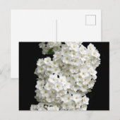 Carte postale Spirea Arguta (Devant / Derrière)