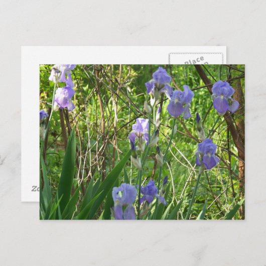 Carte Postale Spiris Iris dans le Tennessee Est (Devant / Derrière)