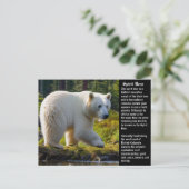 Carte postale Spirit Bear (Debout devant)