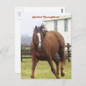Carte postale Spirituelle Thoroughbred (Devant / Derrière)
