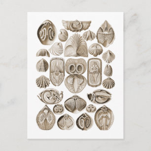 Carte Postale Spirobranchia