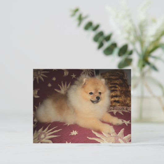 Carte Postale Spitz Alemão (Debout devant)