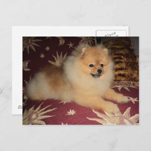 Carte Postale Spitz Alemão (Devant / Derrière)