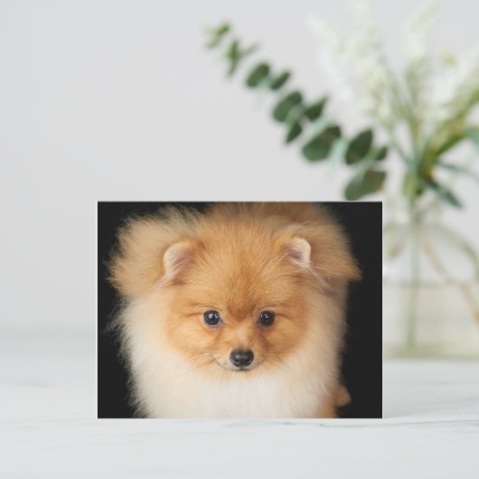Carte Postale Spitz de Pomeranian (Debout devant)