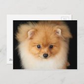 Carte Postale Spitz de Pomeranian (Devant / Derrière)