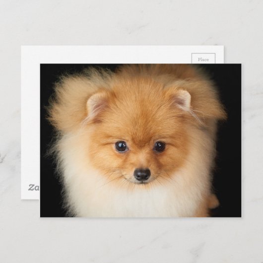 Carte Postale Spitz de Pomeranian (Devant / Derrière)