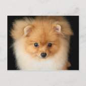 Carte Postale Spitz de Pomeranian (Devant)
