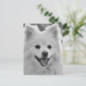 Carte Postale Spitz japonais (Debout devant)