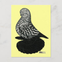 Splash Muffy Tumbler Pigeon 2