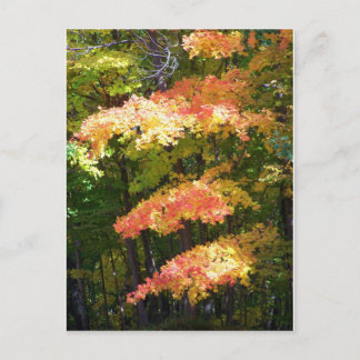 Carte Postale splendeur d'automne