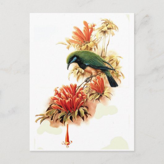 Carte Postale Splendeur tropicale (Devant)