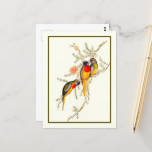 Carte Postale Splendide Parakeet Grass-Parakeet, Vintage