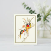 Carte Postale Splendide Parakeet Grass-Parakeet, Vintage (Debout devant)