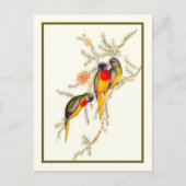 Carte Postale Splendide Parakeet Grass-Parakeet, Vintage (Devant)