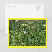 Carte Postale "Splendor in the Grass" (Devant / Derrière)