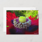 Carte Postale Spontanité (Devant / Derrière)