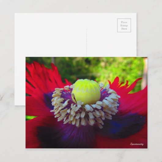 Carte Postale Spontanité (Devant / Derrière)