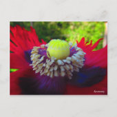 Carte Postale Spontanité (Devant)