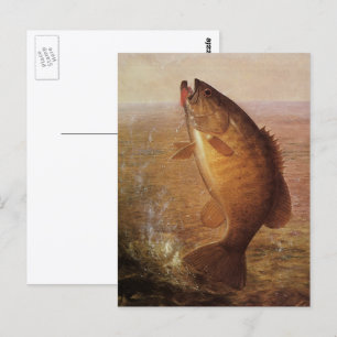 Carte Postale Sports vintages Pêche, Poisson Brown à grande bouc