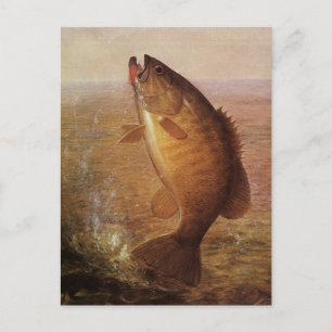 Carte Postale Sports vintages Pêche, Poisson Brown à grande bouc