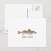 Carte Postale Spotted Seatrout (titre) (Devant / Derrière)