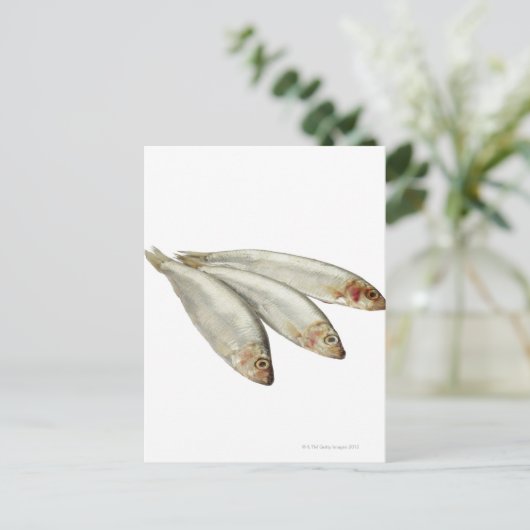 Carte Postale Sprats (Debout devant)