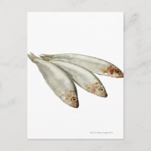 Carte Postale Sprats