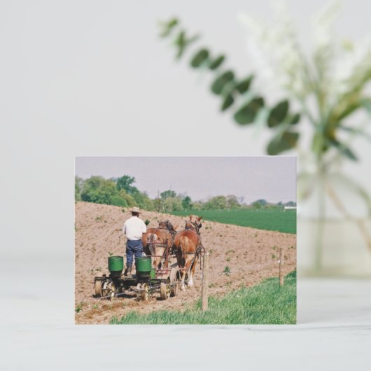 Carte Postale Spreader Amish Seed (Debout devant)