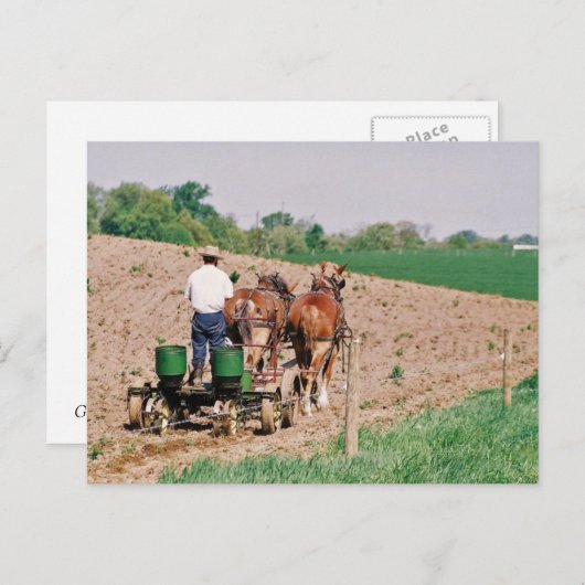 Carte Postale Spreader Amish Seed (Devant / Derrière)