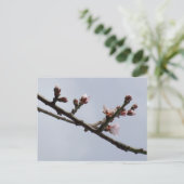 Carte postale Spring (Debout devant)