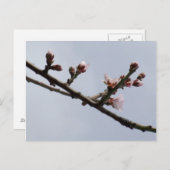 Carte postale Spring (Devant / Derrière)