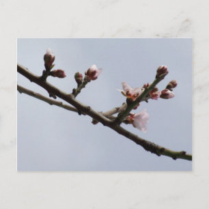 Carte postale Spring