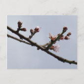 Carte postale Spring (Devant)