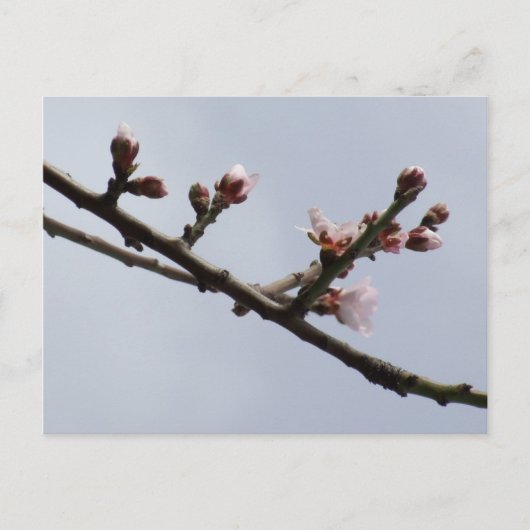 Carte postale Spring (Devant)