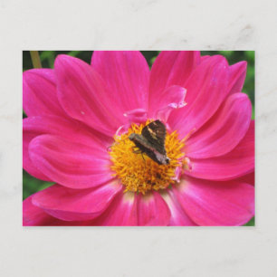 Carte postale Spring Bloom
