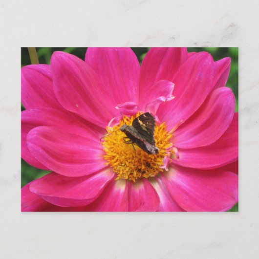 Carte postale Spring Bloom (Devant)