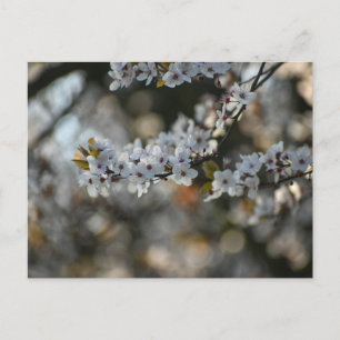 Carte Postale Spring blossom