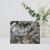 Carte Postale Spring blossom (Debout devant)