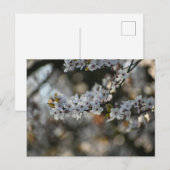 Carte Postale Spring blossom (Devant / Derrière)
