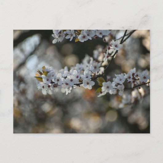 Carte Postale Spring blossom (Devant)