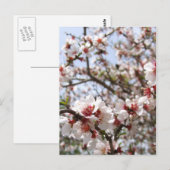 Carte postale Spring Blossom (Devant / Derrière)