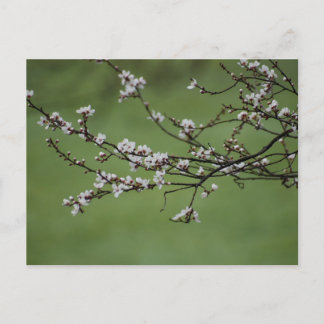 Carte Postale Spring blossom