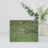 Carte Postale Spring blossom (Debout devant)