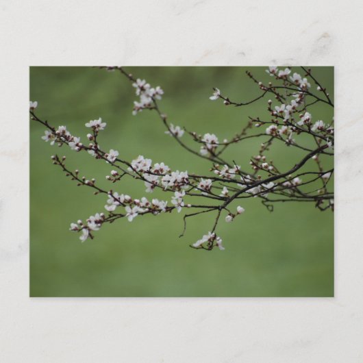 Carte Postale Spring blossom (Devant)