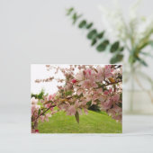 Carte Postale Spring Blossoms (Debout devant)