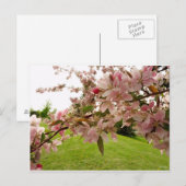 Carte Postale Spring Blossoms (Devant / Derrière)