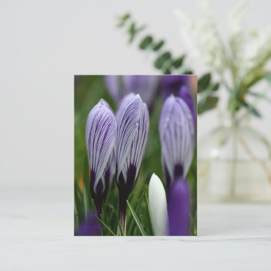 Carte postale Spring Crocus (Debout devant)