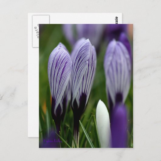 Carte postale Spring Crocus (Devant / Derrière)