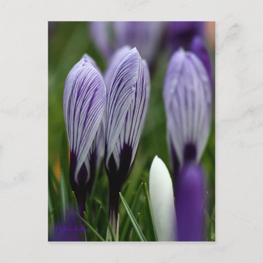 Carte postale Spring Crocus (Devant)